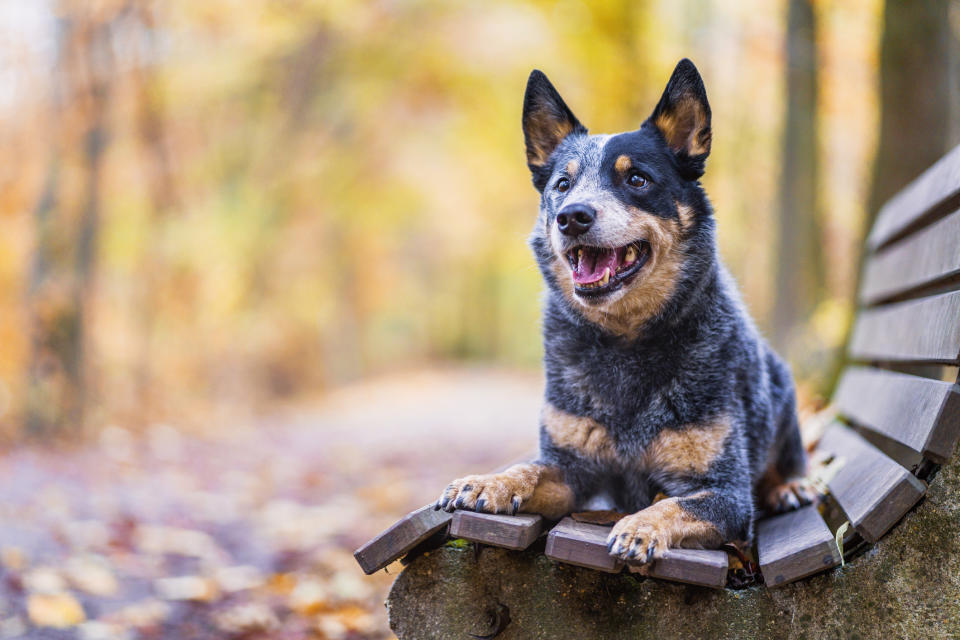 A blue heeler sitting on a bench in the fall