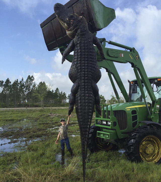 Gator hunters go on the prowl in Florida