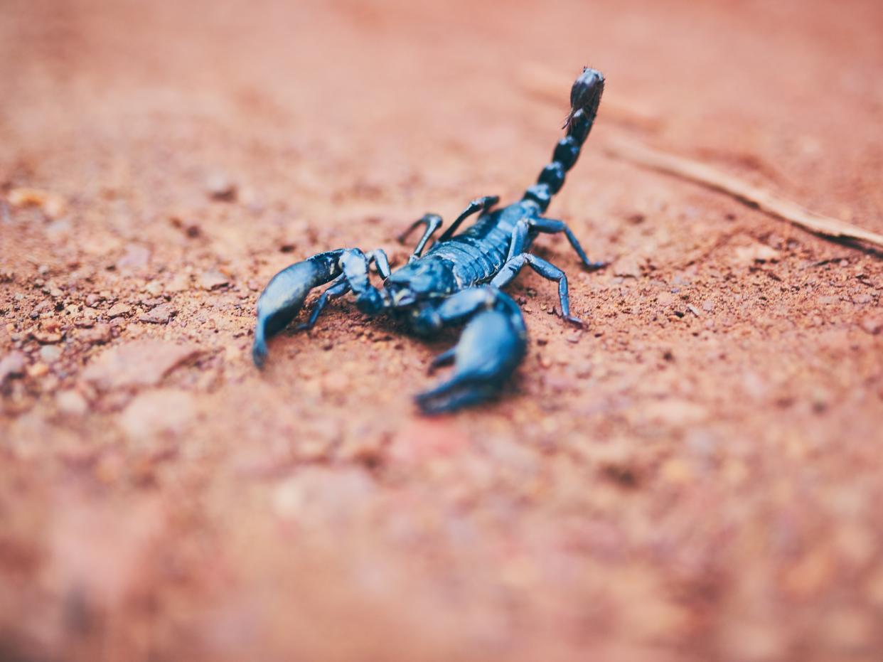 A scorpion was found on a flight in Brazil (Getty Images/iStockphoto)