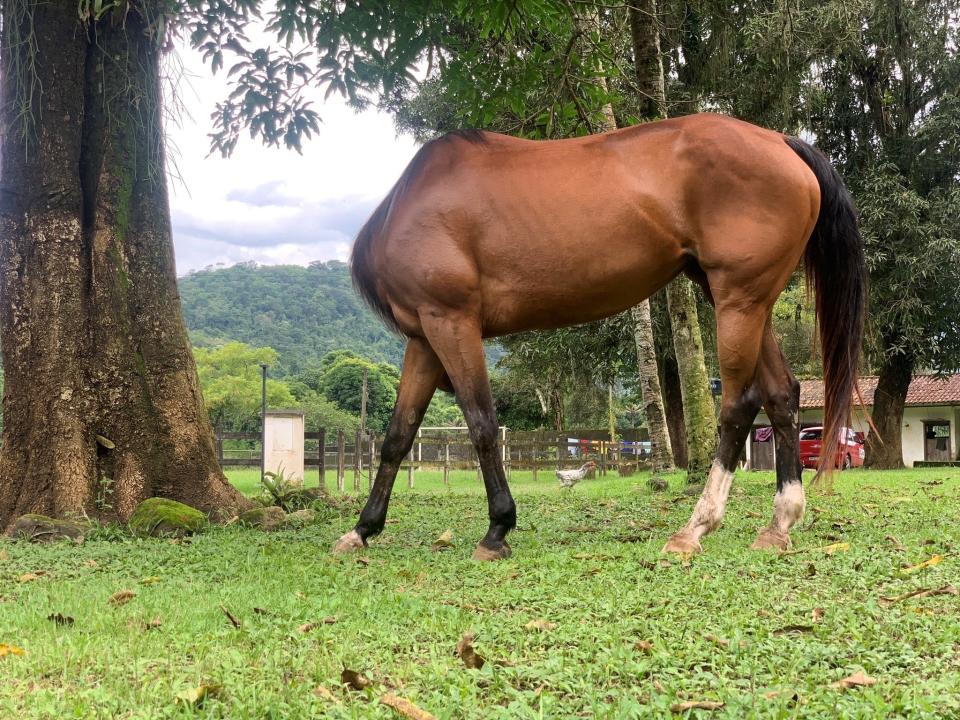 A horse appears headless in an optical illusion angle