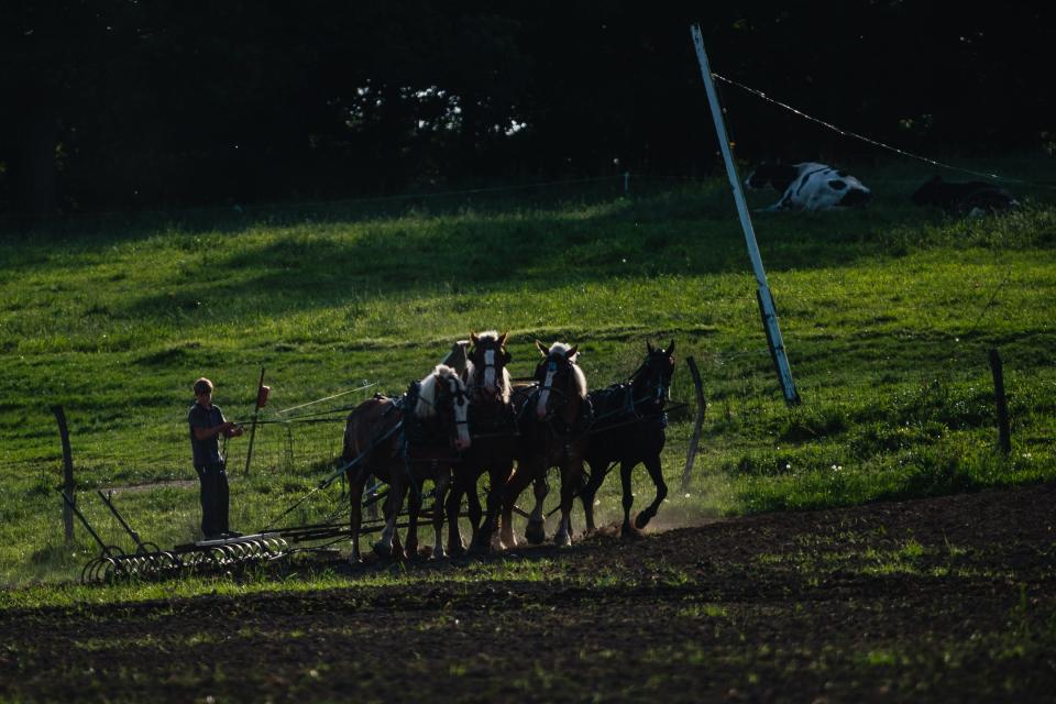 An Amish boy plows a field in Wayne Township, Monday, May 20.