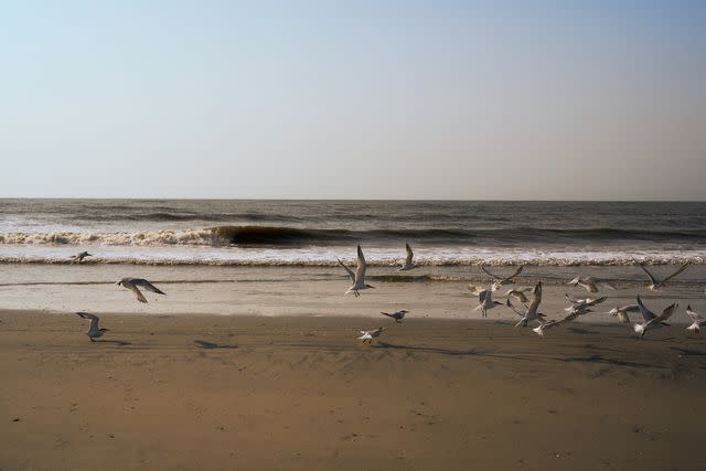 <p>Lindsey Harris Shorter</p> Seagulls fly over the island’s beach on Little St. Simons Island.