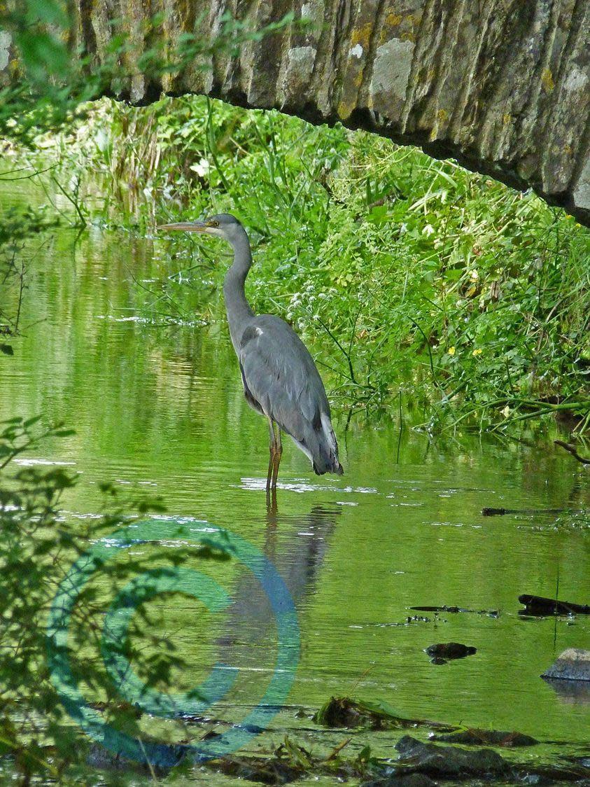 Western Telegraph: Here's a heron waiting for his next catch.