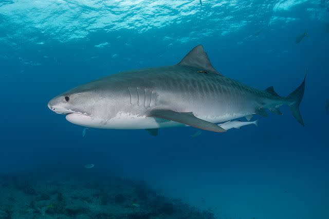 Getty Tiger shark