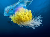 <p>A rainbow colored crown jellyfish swims near Protea Banks. (Pier A. Mane/Caters News)</p>