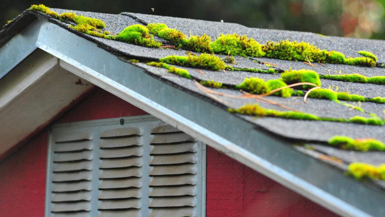  Moss on a roof 