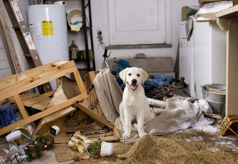 <p>This fun Labrador pup won over our hearts when he appeared in the heartwarming 2008 film, <em>Marley and Me</em>, alongside Jennifer Aniston and Owen Wilson. </p><p>"Labradors are loving and full of personality, intelligent and eager to please," Bill Lambert from the <a href="https://www.thekennelclub.org.uk/" rel="nofollow noopener" target="_blank" data-ylk="slk:Kennel Club;elm:context_link;itc:0;sec:content-canvas" class="link ">Kennel Club</a> tells <em>Country Living.</em></p><p>"As their name suggests, they have keen retrieving skills and were originally trained and bred for this purpose. Today, Labradors are incredibly versatile; while still widely used for their original purpose, they are also just as suited to being a four-legged family companion as they are to working as a guide or assistance dog."</p><p><a class="link " href="https://www.amazon.com/gp/video/detail/amzn1.dv.gti.36a9f776-43b8-a9ab-9e1d-e92b3ec0d386?tag=syn-yahoo-20&ascsubtag=%5Bartid%7C10070.g.42720021%5Bsrc%7Cyahoo-us" rel="nofollow noopener" target="_blank" data-ylk="slk:Shop Now;elm:context_link;itc:0;sec:content-canvas">Shop Now</a></p>