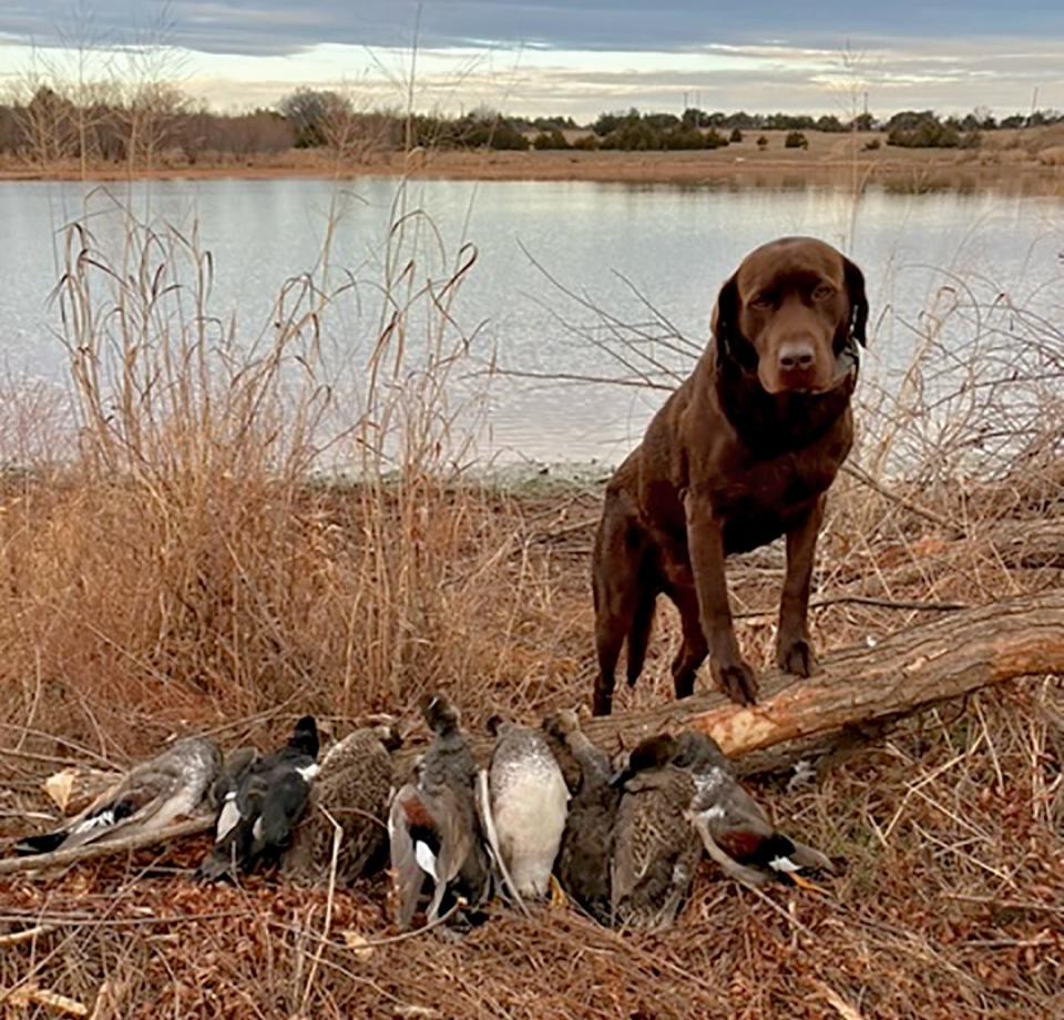 Gary, a chocolate lab owned by Patrick Finney of Edmond, poses with the bounty from a duck hunt near Guthrie on Dec. 29. The drought has made it tough on duck hunters in Oklahoma this season. The duck season continues through Jan. 30 in all Oklahoma counties except the three Panhandle counties, where it has already closed.