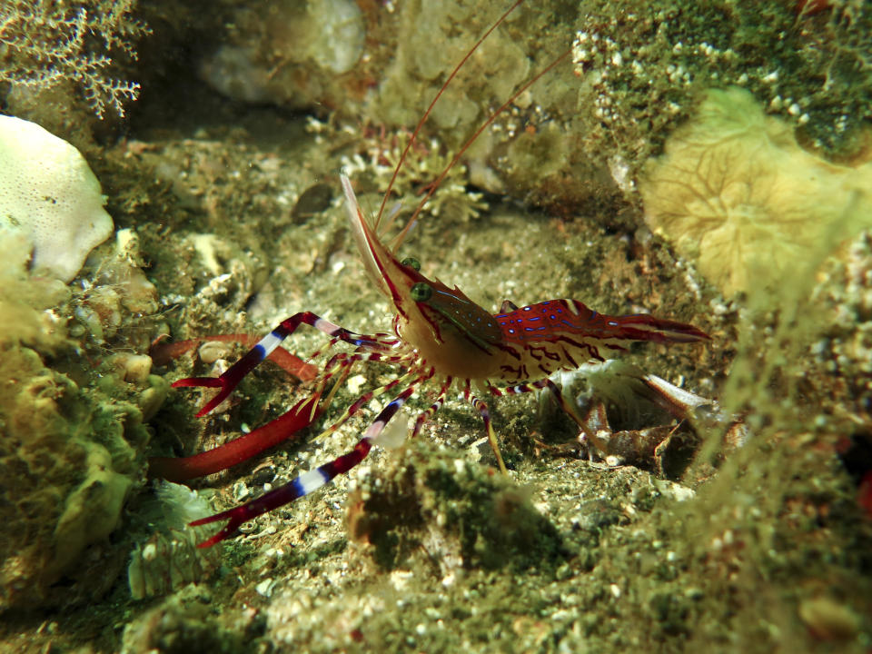 In this undated photo provided by Beagle Secretos del Mar, a painted shrimp moves through Beagle Channel in Tierra del Fuego, Argentina. Argentina’s Congress approved on Wednesday, Dec. 12, 2018 two parks in the southernmost Argentine sea, increasing the country’s protected oceans to nearly 10 percent of its total territory and protecting habitat and feeding grounds for penguins, sea lions, sharks and other marine species. (Felix J L Zampelunghe/Beagle Secretos del Mar via AP)