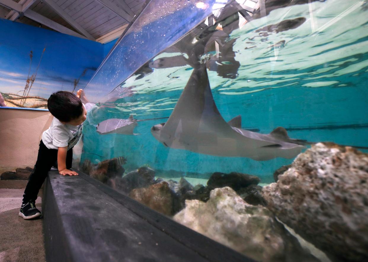 A young boy looks at the marine life in the touch pool at the Marine Science Center in Ponce Inlet, Friday, Oct. 21, 2022. The center was closed for about three weeks following Tropical Storm Ian.