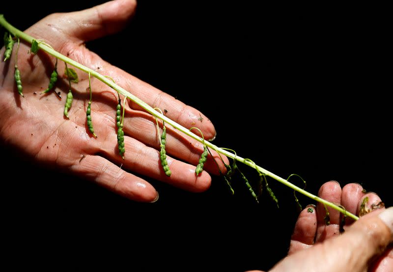 Wasabi farmer Masahiro Hoshina looks at seeds of wasabi to check its growth pace in his wasabi field in Okutama town in Tokyo