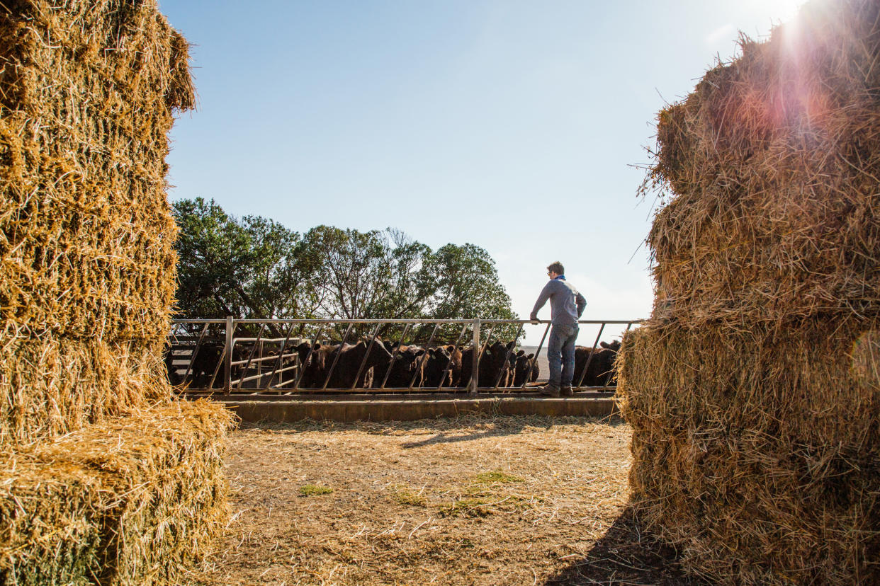 Ole Schell visits livestock on his family's ranch in Bolinas, Calif., on Sept. 12. (Clara Mokri for NBC News)