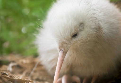 This photo, received from New Zealand's Department of Conservation, shows a young white kiwi bird. Kiwis are normally brown but birds in the gene pool that Manukura (pictured) came from have white flecks in their plumage, giving rise to the occasional all-white specimen