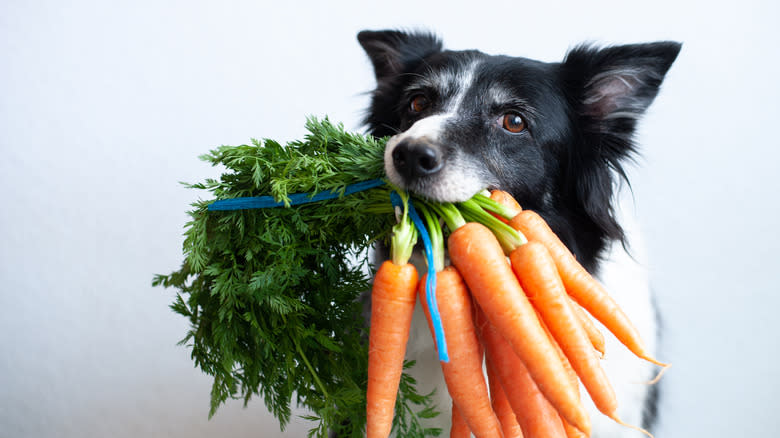 Dog with carrots