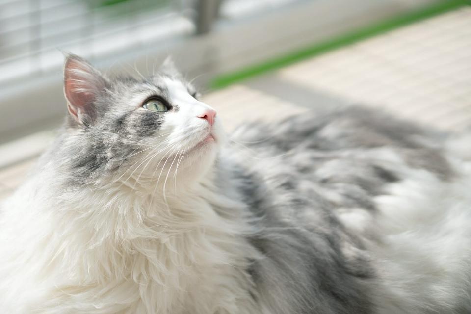 The Best Gray and White Cat Breeds