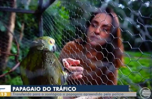 The parrot was taken into custody in northern Brazil on Monday local time. Source: GloboNews 