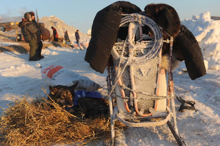 Euro rests next to the back of Iditarod musher Richie Diehl’s snow and frost plastered sled at the Unalakleet checkpoint at sunrise during the 2014 Iditarod Trail Sled Dog Race on Sunday, March 9, 2014. (AP Photo/The Anchorage Daily News, Bob Hallinen)