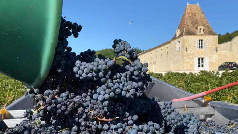 Bordeaux Harvest Château Lassègue