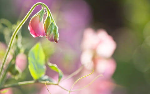 Sweet pea - Credit: Jenny Dettrick/Moment RF