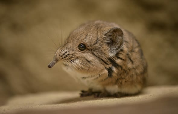 Two adorable sengis make debut at Chester Zoo