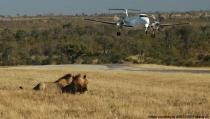 <p>Em 6º lugar ficou o aeroporto de Phinda, na África do Sul. O aeroporto fica dentro de uma reserva de animais selvagens. Um usuário do site afirmou que é preciso verificar se não existe leões ou elefantes na pista antes de pousar.</p>