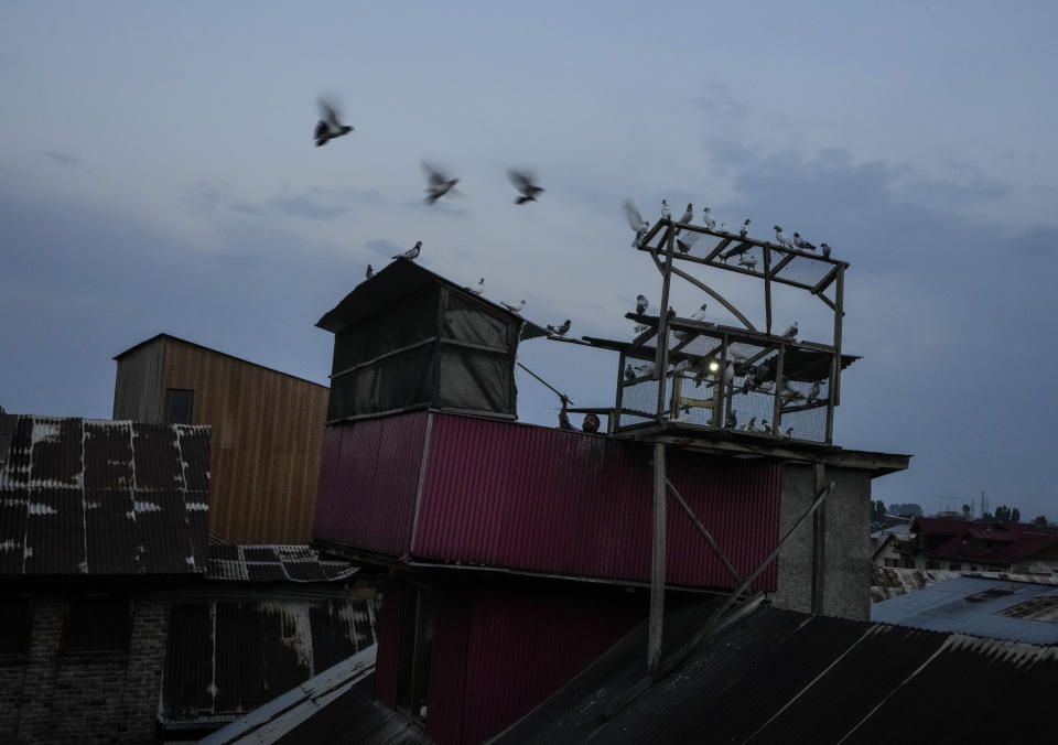 A Kashmiri pigeon handler keeps an eye on his pigeons on the roof of his house in Srinagar, Indian controlled Kashmir, June 11, 2022. The centuries-old tradition of pigeon keeping has remained ingrained to life in the old quarters of Srinagar where flocks of pigeons on rooftops, in the courtyards of mosques and shrines and around marketplaces are a common sight. Many of these are domesticated, raised by one of the thousands of pigeon keepers there. (AP Photo/Mukhtar Khan)