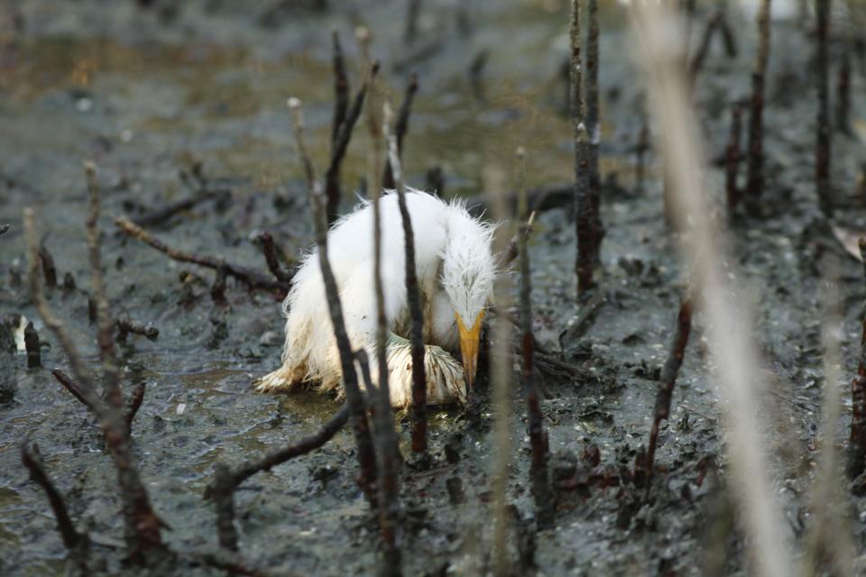 FILE - A young heron sits amidst oil on an island impacted by the Deepwater Horizon spill in Barataria Bay, just inside the the coast of Lousiana, Sunday, May 23, 2010. When a deadly explosion destroyed BP's Deepwater Horizon drilling rig in the Gulf of Mexico, tens of thousands of ordinary people were hired to help clean up the environmental devastation. These workers were exposed to crude oil and the chemical dispersant Corexit while picking up tar balls along the shoreline, laying booms from fishing boats to soak up slicks and rescuing oil-covered birds. (AP Photo/Gerald Herbert, File)