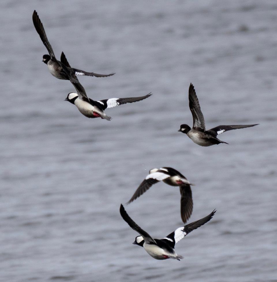 Bufflehead ducks fly over the Mississippi River on March 17 across from Stoddard, Wisconsin. The Mississippi River flyway is a migration route followed by roughly 40% of North America’s water and shore birds.