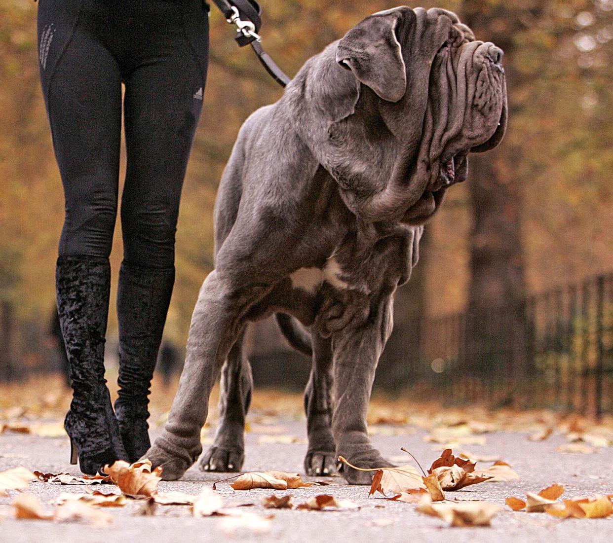 woman walking neapolitan mastiff on leash in a park