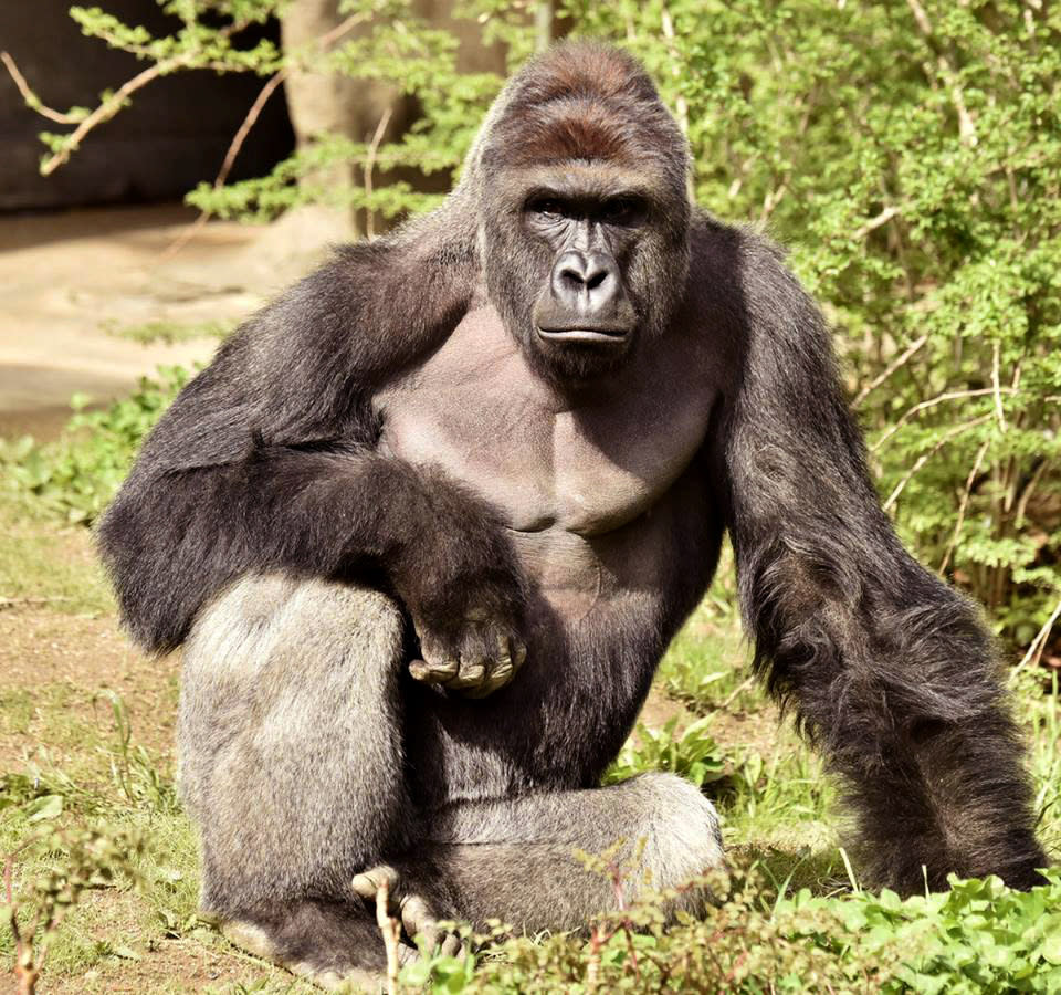 <p>Harambe is pictured in this undated handout photo provided by Cincinnati Zoo. <em>(Cincinnati Zoo/Handout via Reuters)</em> </p>
