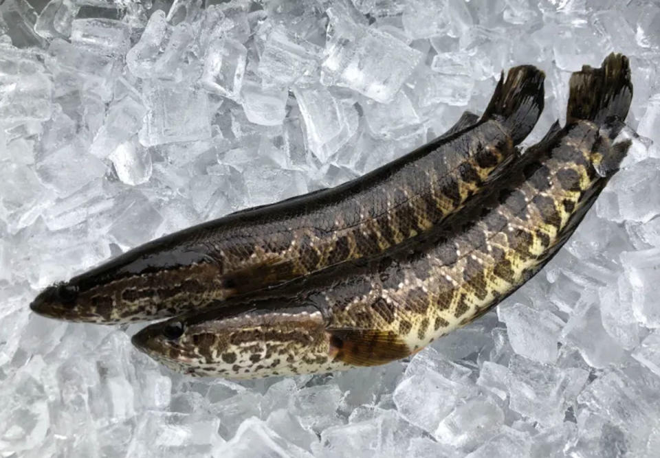 Two northern snakehead fish on ice.