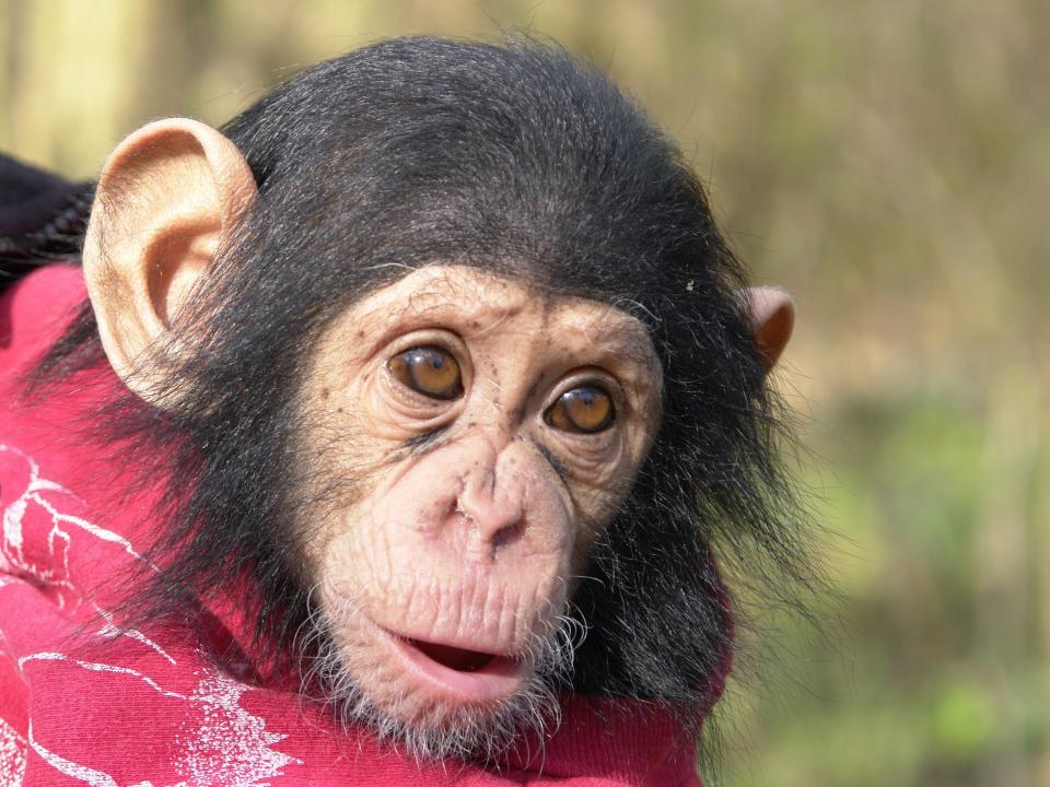 A closeup of the face of a baby chimpanzee wrapped in a blanket is shown here.