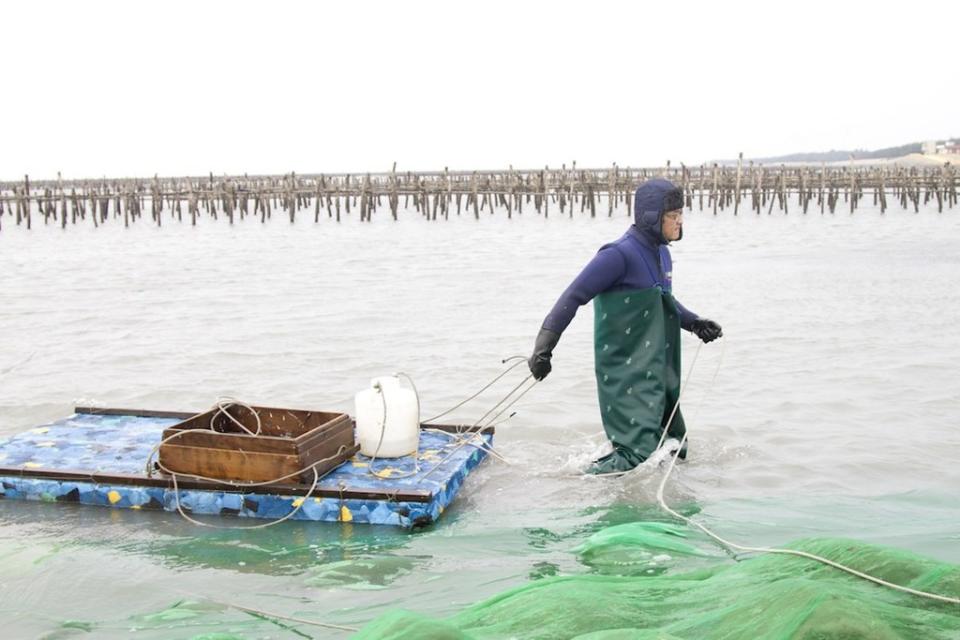 因為鰻魚無法人工繁殖，所以只能從海裡抓鰻苗，因此常常可以看到許多漁民為了生計在寒冷的天氣下水捕撈。攝影：陳柏銓／數位島嶼（CC BY 3.0 TW）
