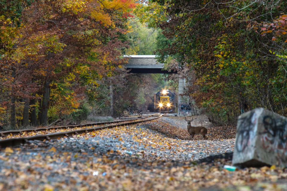 <em>Repellent – the noises of deer snorting and dogs yapping apparently repel deer that could cause collisions (Pictures: Getty)</em>