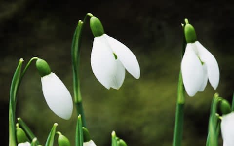 Galanthus snowdrops