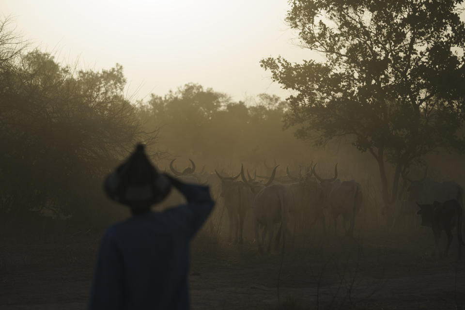 Amadou Altine Ndiaye keeps an eye on his cows at sunrise as he starts his journey towards the village of Dendoudy Dow in the Matam region of Senegal, Sunday, April 16, 2023. Water and plentiful grass have become harder to come by. “One of the main difficulties related to pastoralism is the lack of grazing,” Ndiaye says. “The livestock are hungry, and you sometimes have trouble selling one because it is so thin.” (AP Photo/Leo Correa)