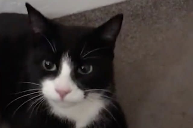 Cat brings duck through catflap