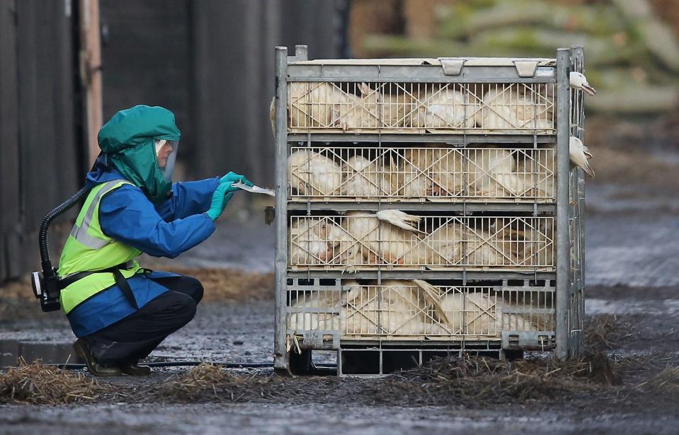 NAFFERTON, ENGLAND - NOVEMBER 18:  Officials from the Department for Environment Food & Rural Affairs (DEFRA) dispose of culled ducks at a farm near Nafferton, East Yorkshire where a strain of bird flu has been confirmed on November 18, 2014 in East Yorkshire, England. Health officials will cull 6000 ducks and have imposed a six mile exclusion zone to contain the spread, although any risk to public health is said to be very low.  (Photo by Christopher Furlong/Getty Images) ORG XMIT: 523952451 ORIG FILE ID: 459179032