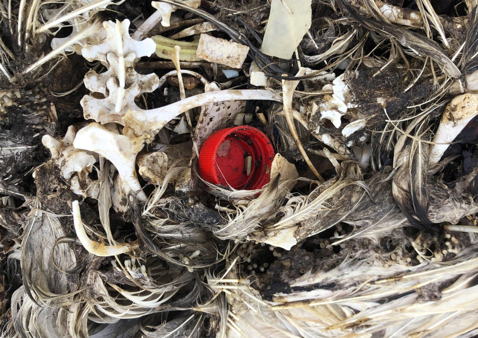 In this Oct. 22, 2019, photo, plastic sits in the decomposed carcass of a seabird on Midway Atoll in the Northwestern Hawaiian Islands. Midway is littered with countless bird skeletons that have brightly colored plastic protruding from their now decomposing intestines. Bottle caps, toothbrushes and cigarette lighters sit in the centers of their feathery carcasses. (AP Photo/Caleb Jones)