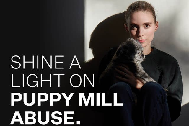 <p>Amanda Demme</p> Rooney Mara stars in ad campaign against dog scams.