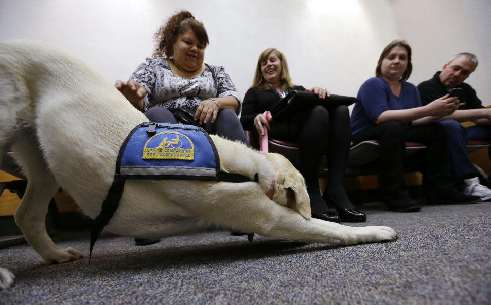 In this photo taken Monday, May 13, 2013, courthouse dog Kiley stretches as she stands Linda Avila, left, a witness in a homicide case, and handler Michelle Walker, Justice Services manager, in a hallway at the Pierce County Courthouse in Tacoma, Wash. Tammy and James Hill look on at right. As canine companions in courthouses, dogs have helped thousands of victims and witnesses, but some challenges are working their way through the courts, driven by attorneys who claim the dogs are distractions or sympathy magnets. So far, all lower courts have upheld the use of dogs. (AP Photo/Elaine Thompson)