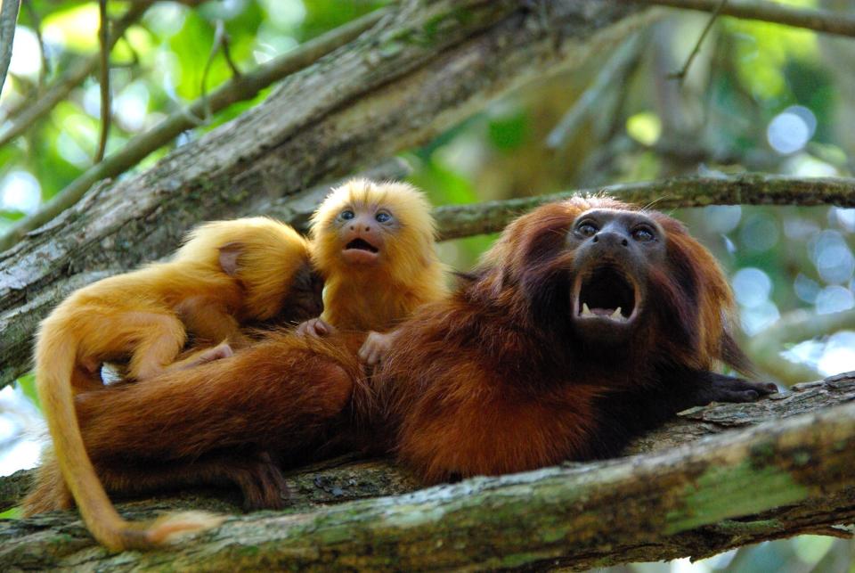 La foto sin fecha provista por AMLD en junio de 2020 muestra titís leoncitos, una especie de mono que solo vive en el medio silvestre en la selva atlántica brasileña. (Andreia Martins/AMLD via AP)