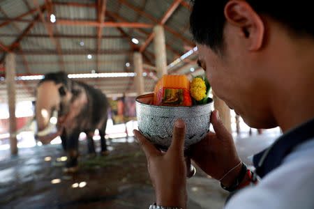 A man makes an offering to Plai Ekachai, 33, who will become first “white” elephant to be discovered under the reign of King Rama X, also known as Maha Vajiralongkorn, in Maha Sarakham, Thailand April 25, 2019. REUTERS/Soe Zeya Tun