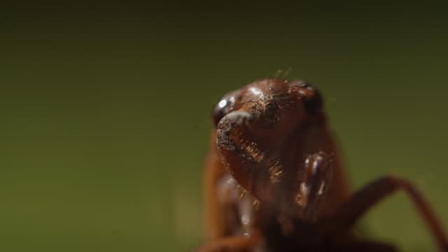 A periodical cicada nymph wiggles its forelimbs.