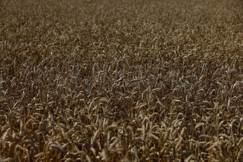 Ears of wheat are seen during a harvesting in a field near the village Kyshchentsi