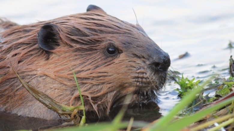 11 things you always wanted to know about beavers on P.E.I.