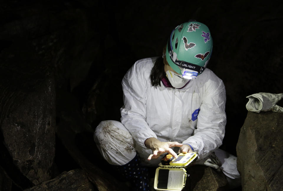 Laura Kloepper, a visiting assistant professor at the University of New Hampshire in the Department of Biological Sciences and the Center for Acoustics Research and Behavior Lab, carries out research in a bat cave in Dorset, Vt., on May 2, 2023. Scientists studying bat species hit hard by the fungus that causes white nose syndrome, which has killed millions of bats across North America, say there is a glimmer of good news for the disease. (AP Photo/Hasan Jamali)