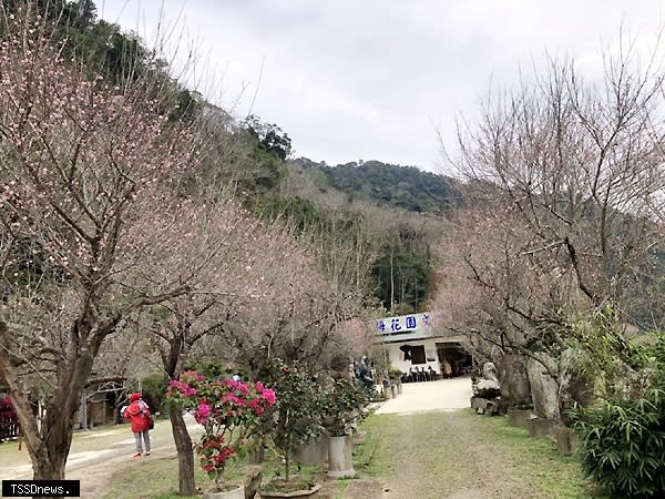 南庄「黃家梅園」打造成一個包含自然、人文與藝術的園地，成為新春賞梅的最佳去處。（記者江乾松攝）