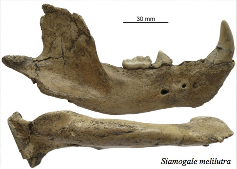 Adorable Terror: Wolf-Size Otter Hunted in Ancient China