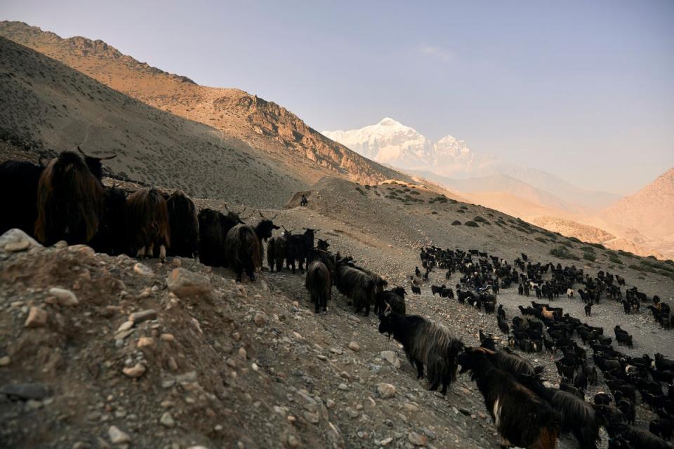 Herders drive their livestock towards Charan Chetra pastures above the village (Paddy Dowling)